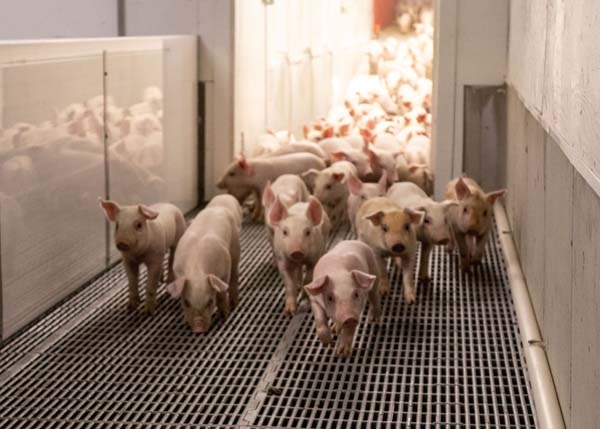 Grassland approve three hog barns, but face opposition
