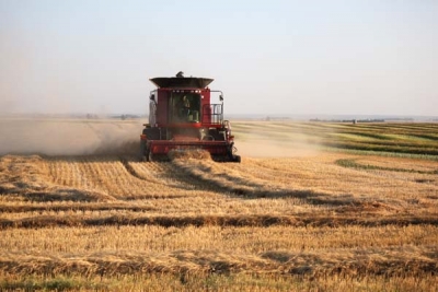 Hot, dry summer hurries harvest