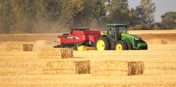 The mainly dry, warm and windy days over the last week in southwest Mantioba have allowed farmers to continue harvest and other field work. As of September 22, Manitoba Ag reported that harvest completion sits at 70%. (Above) Clair Scott bales oat straw north of Boissevain.