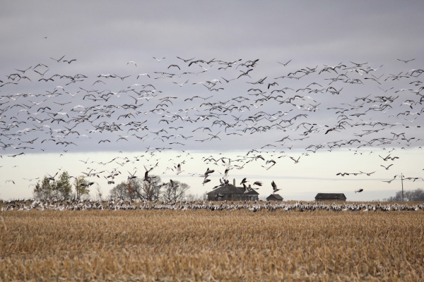 Geese are gathered on a field north of Boissevain. It is a sign winter is coming when our feathered friends prepare to leave us as they head south.