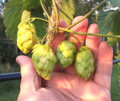 Hops grown at Randy and Lyn Tye’s farm south of Boissevain in the Turtle Mountains.