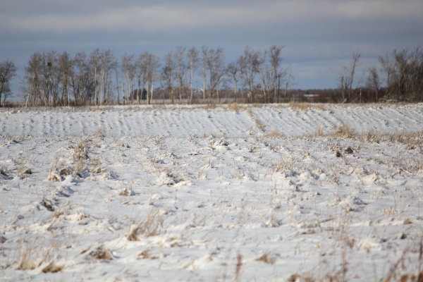 Farmers had plenty of trouble getting their crops off this fall due to bad weather. This was also true for the assisted living committee, who were growing wheat on a field by the landfill site north of Boissevain, to raise money for their facility. As can be seen, the wheat is broken and buried underneath the snow. The same happened to the Boissevain, Morton, Whitewater Growing Project near Fairfax.